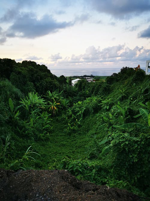 Free stock photo of island, landscapes, rain forest