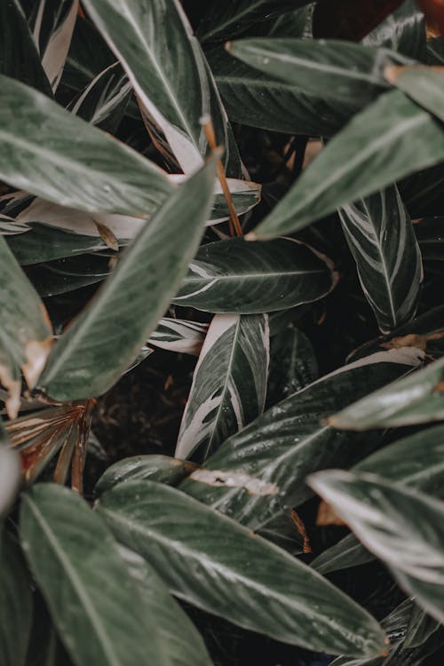 Close-Up Shot of Ctenanthe Plants