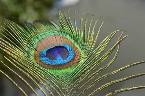Close-Up Shot of a Peacock Feather