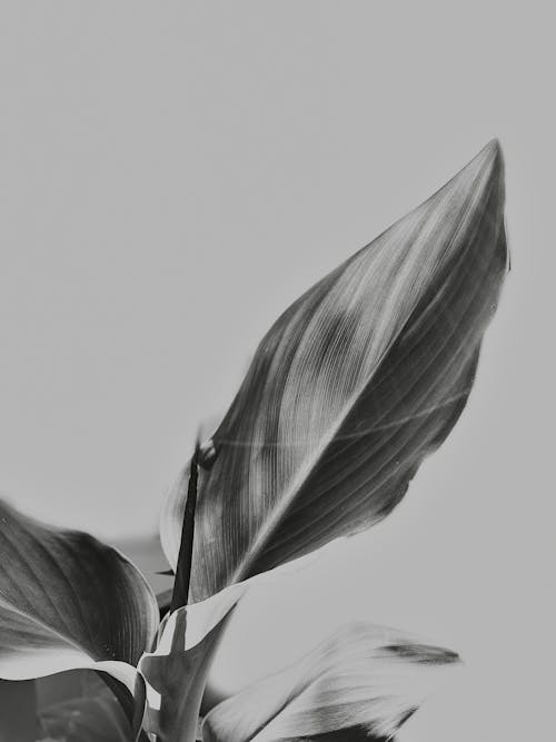 Grayscale Photo of Plant Leaves