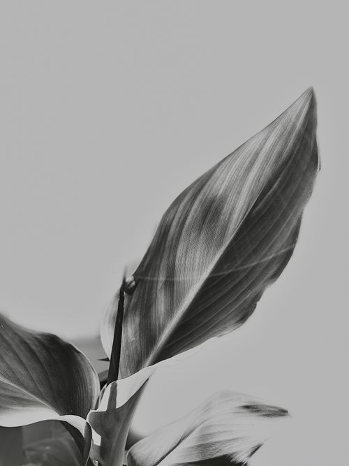 Free A grayscale close-up of a leaf with detailed texture on a white background. Stock Photo