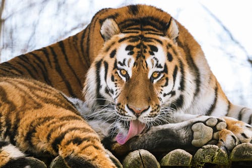 A Bengal Tiger Licking its Paw
