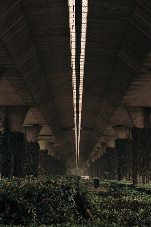 Plants Growing under Abandoned Bridge