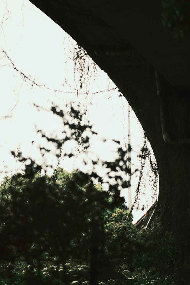 Crawling Vines Under A Bridge