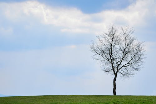 A Leafless Tree on a Grassy Field