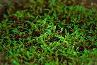 特写镜头下，自然花园中密集生长的绿色豆芽充满活力