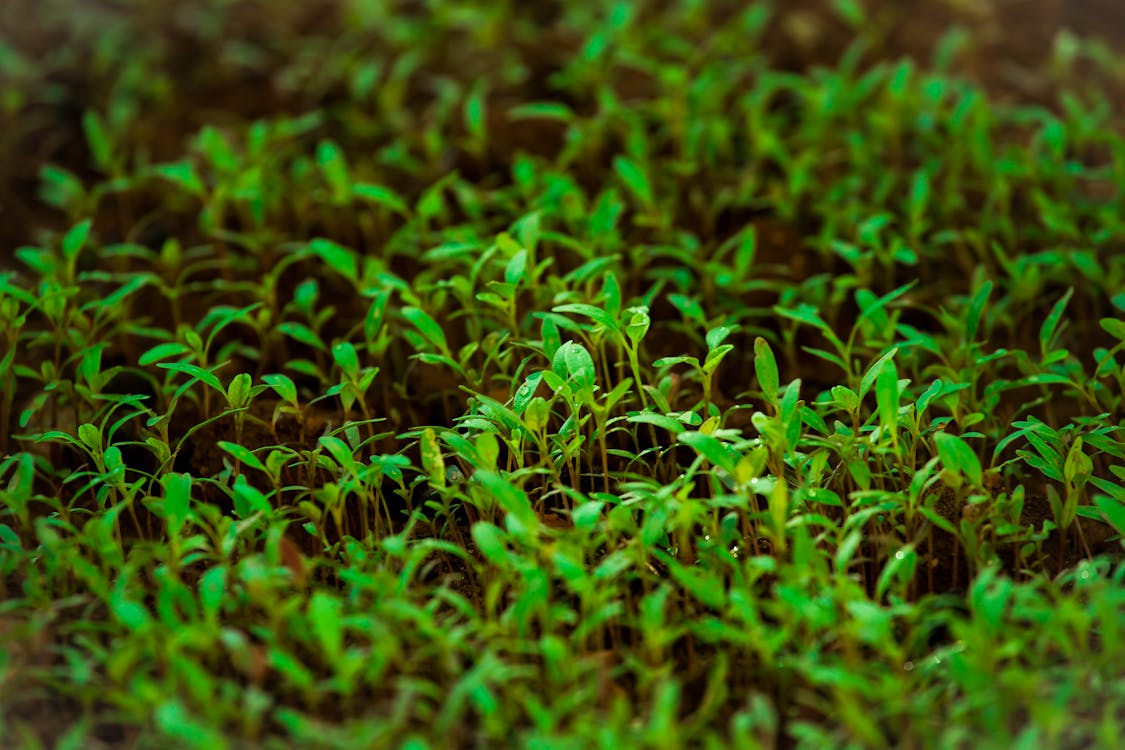 Groen Gras Bij Fotografie Met Tilt Shiftlens