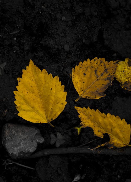 Free stock photo of dried leaves, fall leaves, monochrome