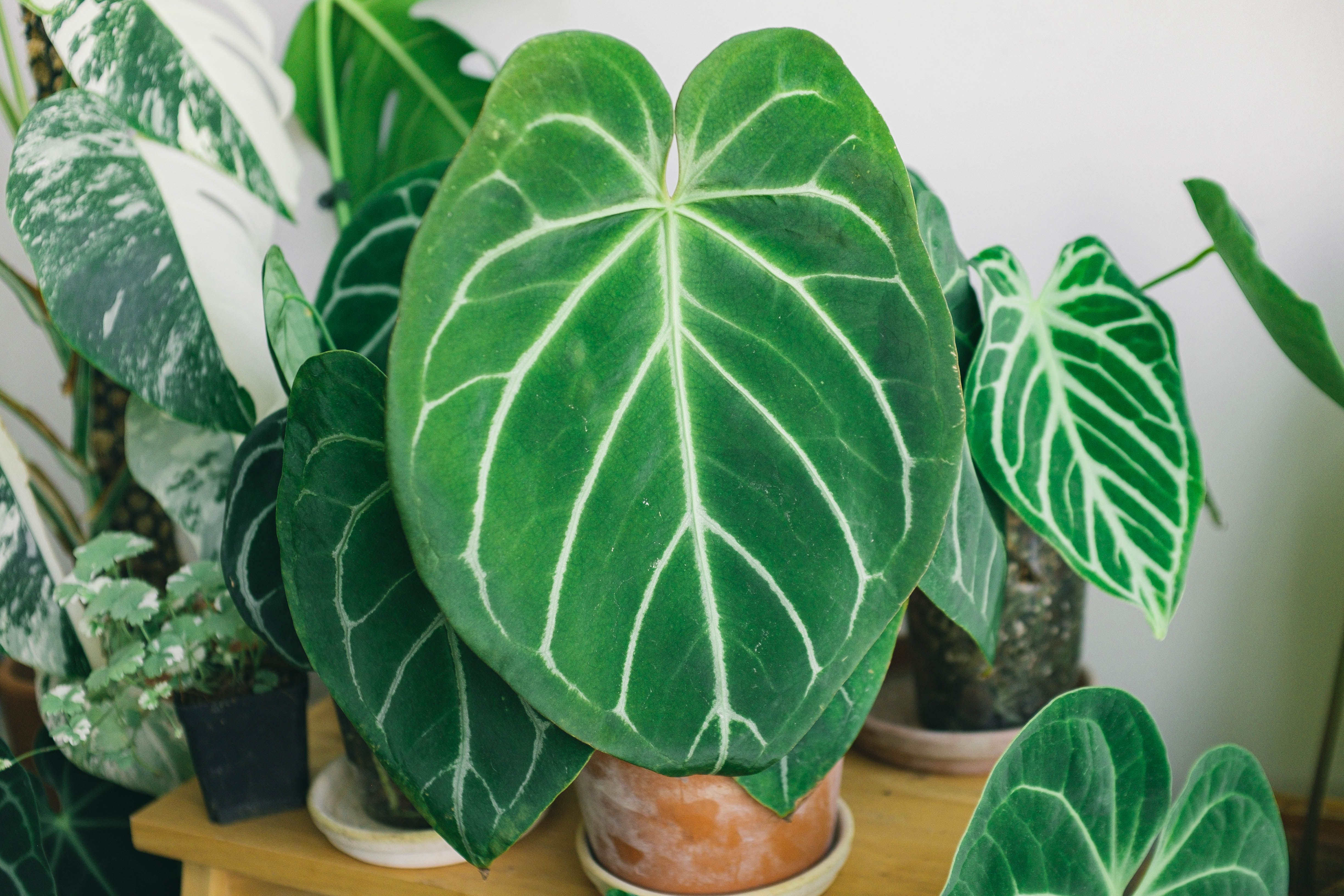 10 plantes d'intérieur increvables - Tableau comparatif : lumière, arrosage et niveau de facilité