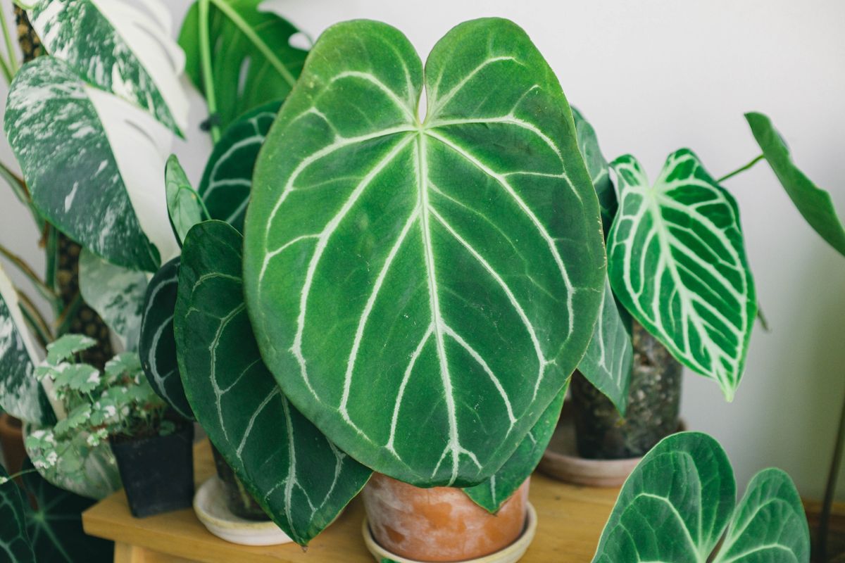 10 plantes d'intérieur increvables - Tableau comparatif : lumière, arrosage et niveau de facilité