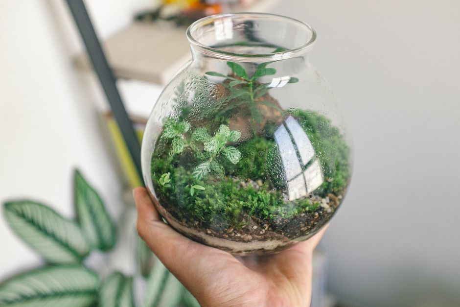 Paludarium – hồ bán cạn – hình minh hoạ 3
