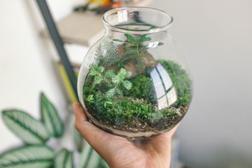Free A hand holds a glass terrarium with lush green plants inside, showcasing nature indoors. Stock Photo