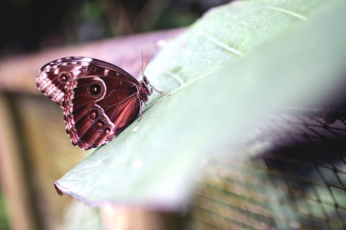 Selective Focus Photo of Morpho Butterfly on Green Leaf