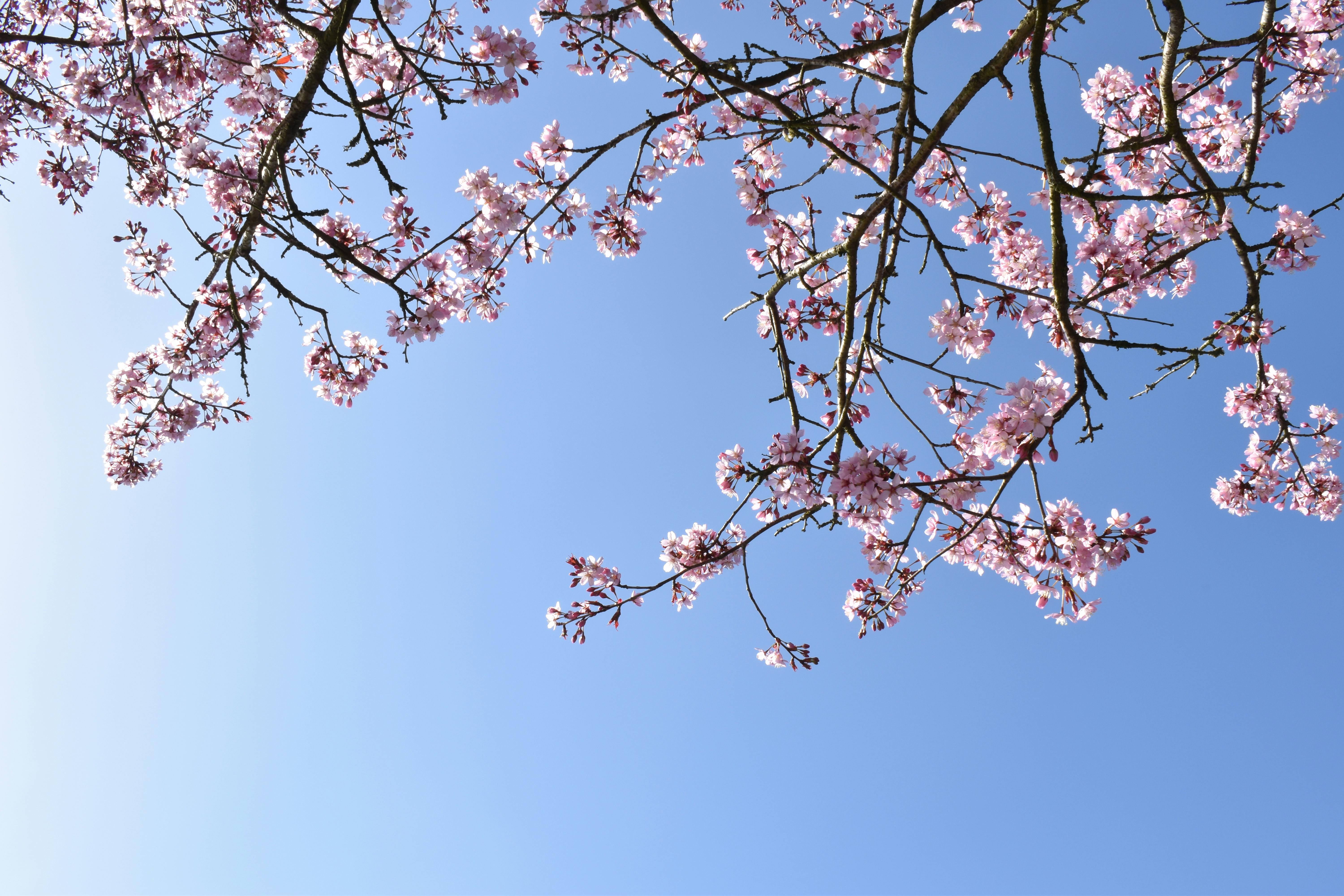 Cherry Blossoms Across the Blue Sky · Free Stock Photo