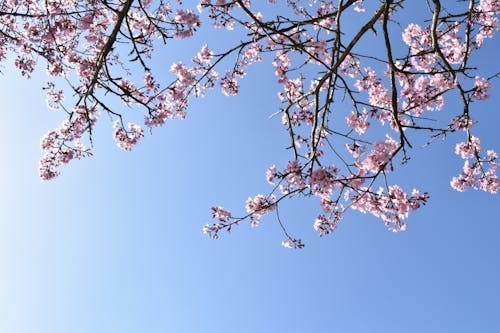 Cherry Blossoms Across the Blue Sky 