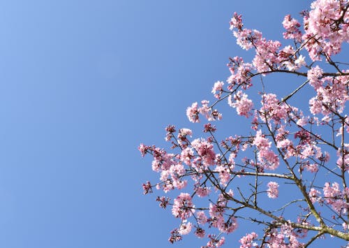 Ücretsiz ağaç, bahar, çiçeklenmek içeren Ücretsiz stok fotoğraf Stok Fotoğraflar