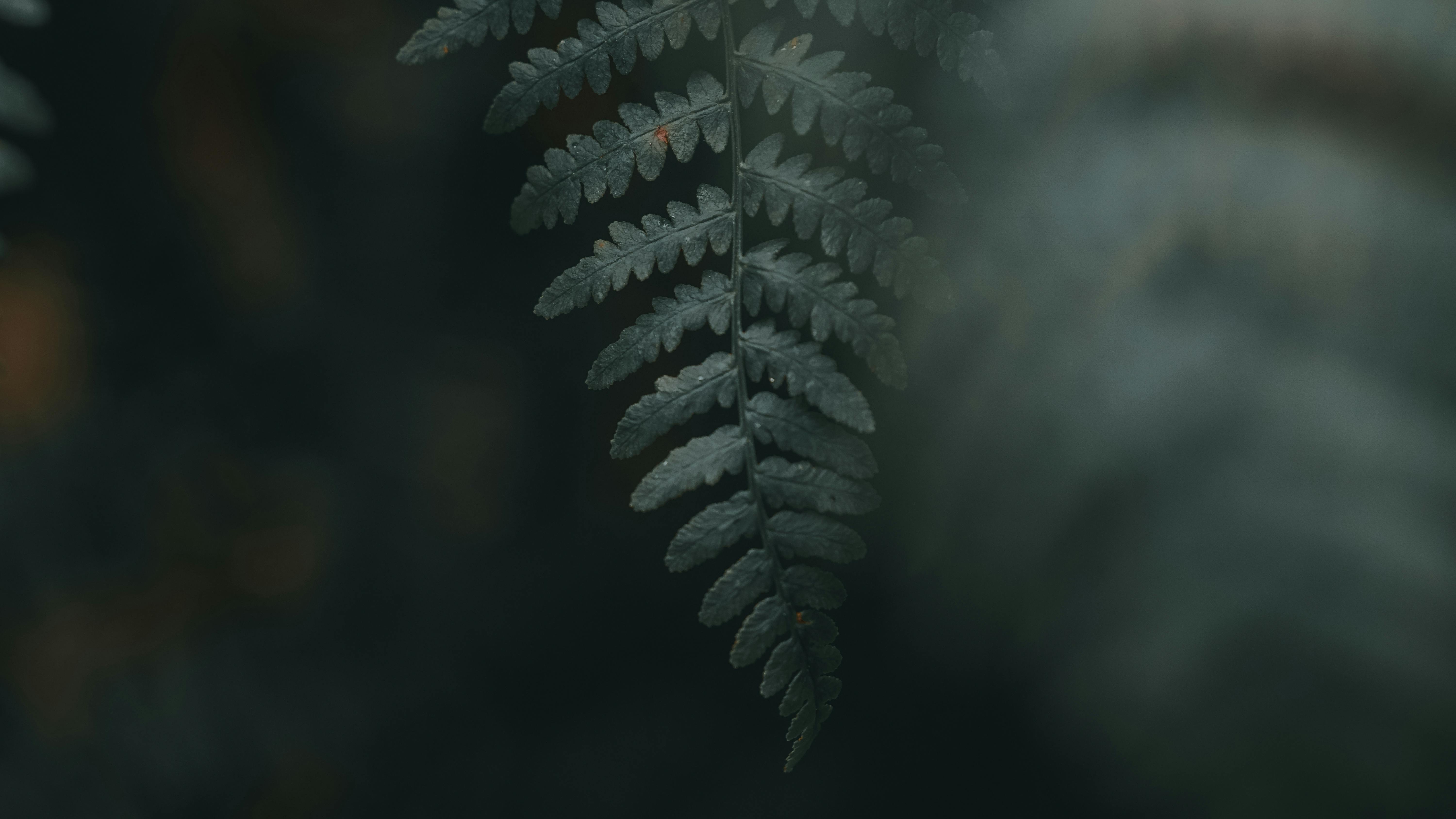 Detailed close-up of a fern frond with moody lighting and a dark green background.
