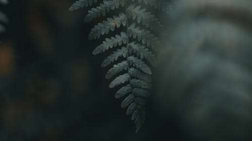 Green Leaf Plant in Close Up Photography