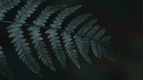 Close-Up Shot of a Frond 