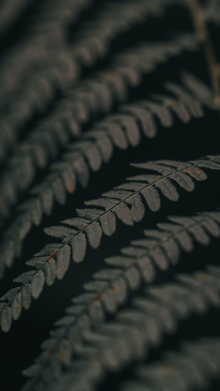 Close-Up Shot Of A Fern Leaf 