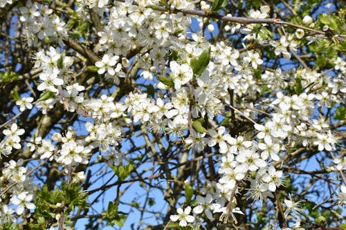Бесплатное стоковое фото с белые цветы, боярышник, весна