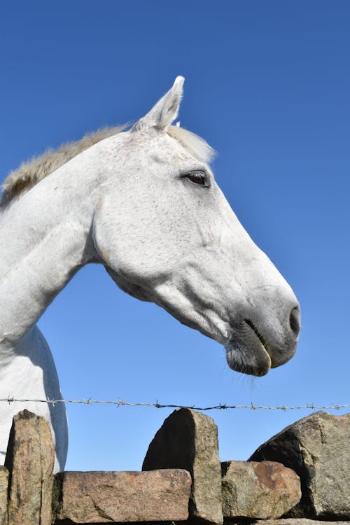 Kostenloses Stock Foto zu kopf, nahansicht, pferde