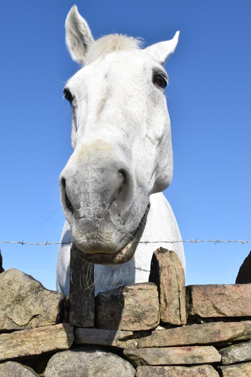 Δωρεάν στοκ φωτογραφιών με άσπρο άλογο, για άλογα, γκρο πλαν