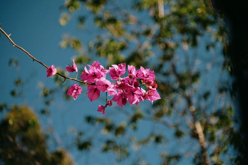 Pink Flowers Under the Sky