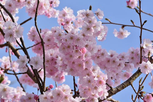 Бесплатное стоковое фото с сакура, флора, цвести