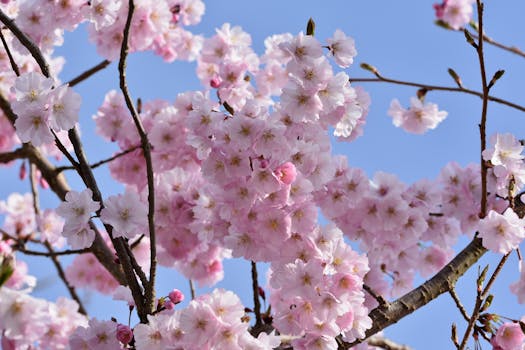 Captivating cherry blossoms in full bloom against a clear blue sky, signaling the beauty of spring.