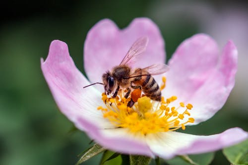 Gratis lagerfoto af bestøvning, bi, blomst