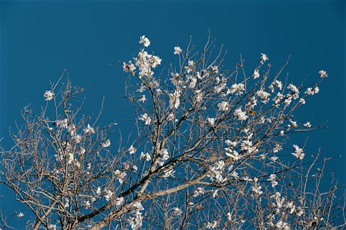 Gratis Fotos de stock gratuitas de árbol, cielo, flor Foto de stock