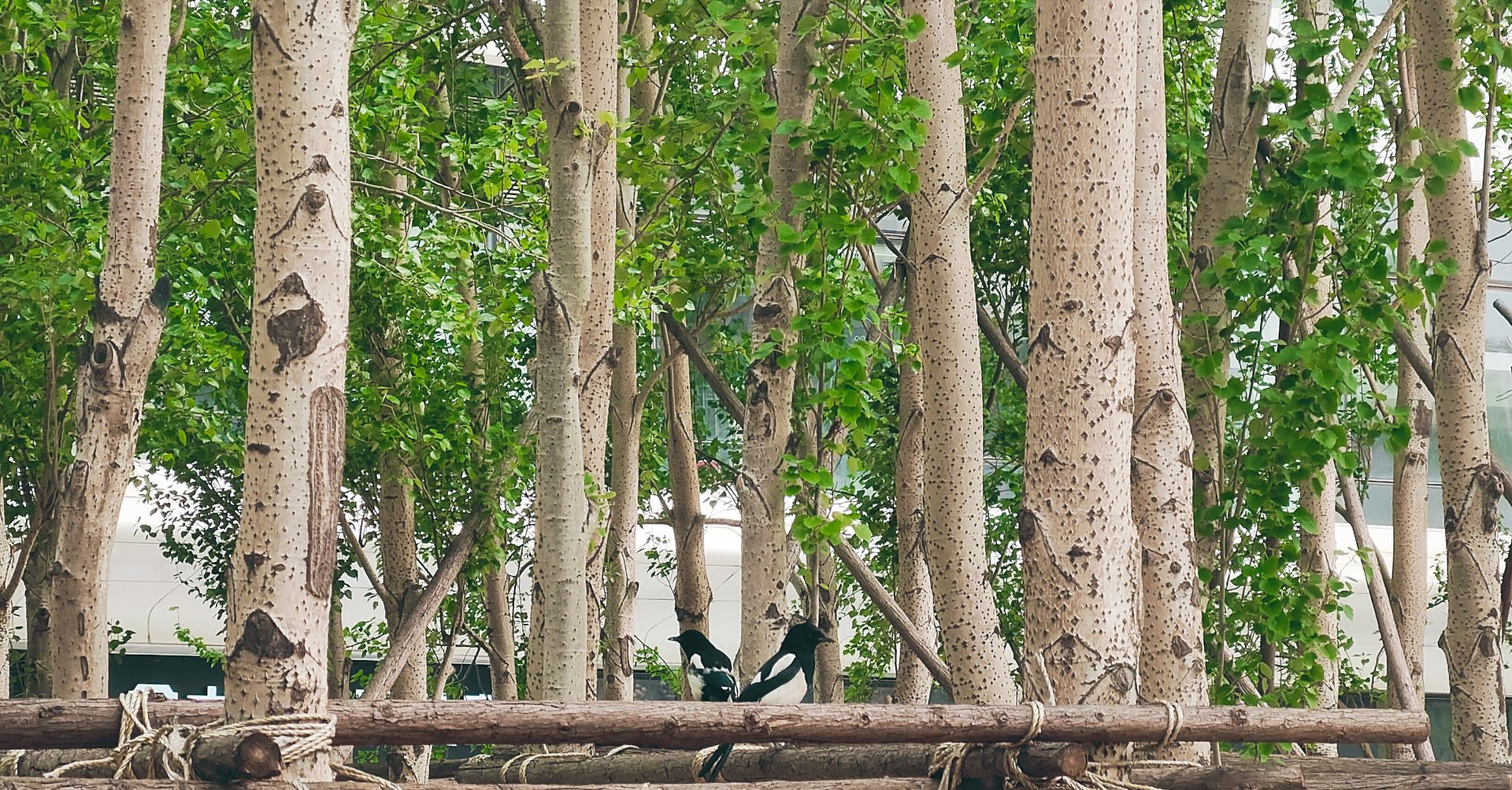 Birds Perched on Tree Branches