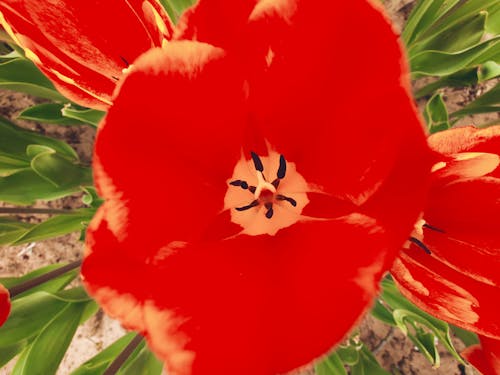 꽃무늬, 꽃이 피는, 꽃잎의 무료 스톡 사진