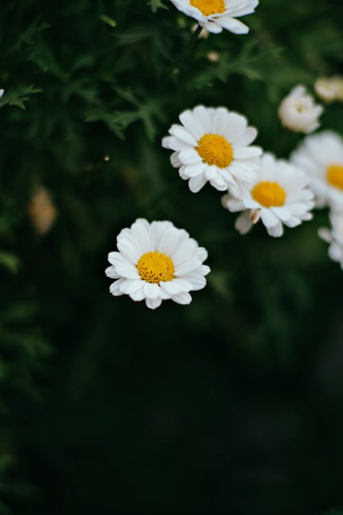 Kostenloses Stock Foto zu blühen, blume, blüte