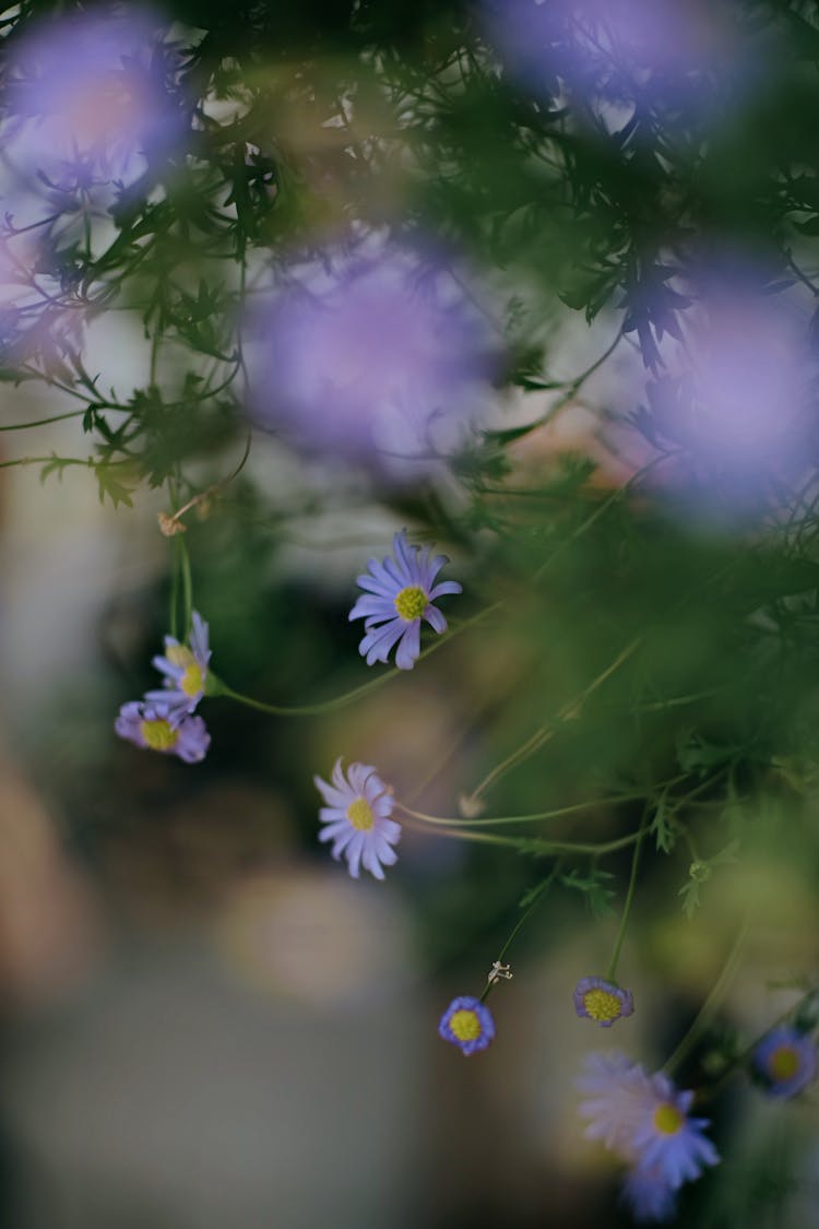 Michaelmas Daisies In Bloom