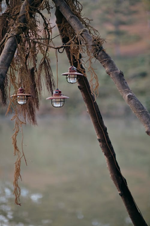 Free Photo of Lights Hanging from Wooden Sticks Stock Photo