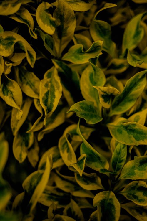 Free Vibrant close-up shot of lush green and yellow leaves in Valencia City, showcasing nature's intricate details. Stock Photo