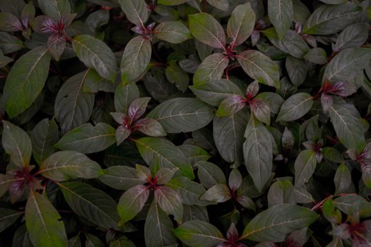 Green Leaves with a Shade of Red of a Plant