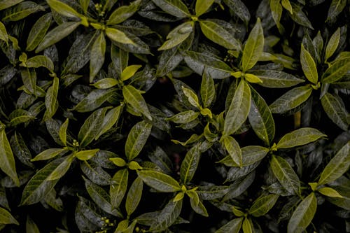 Kostenloses Stock Foto zu botanik, botanisch, dunkelgrüne blätter