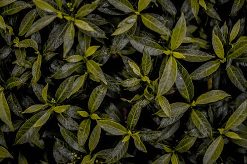 Close-Up Shot of Dark Green Leaves