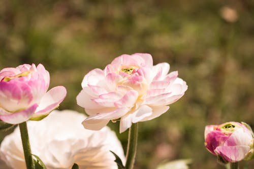 açan çiçekler, alan derinliği, arka plan bulanık içeren Ücretsiz stok fotoğraf