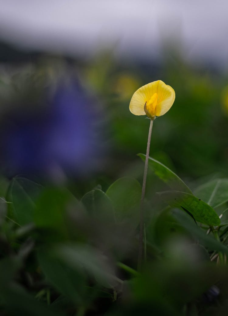 A Beautiful Yellow Pea Flower