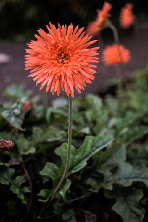 A Beautiful Dahlia Flower