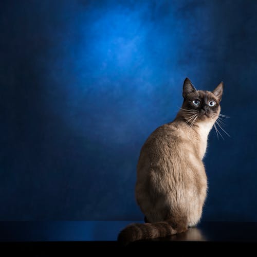 Free An Adorable Sitting Cat Stock Photo