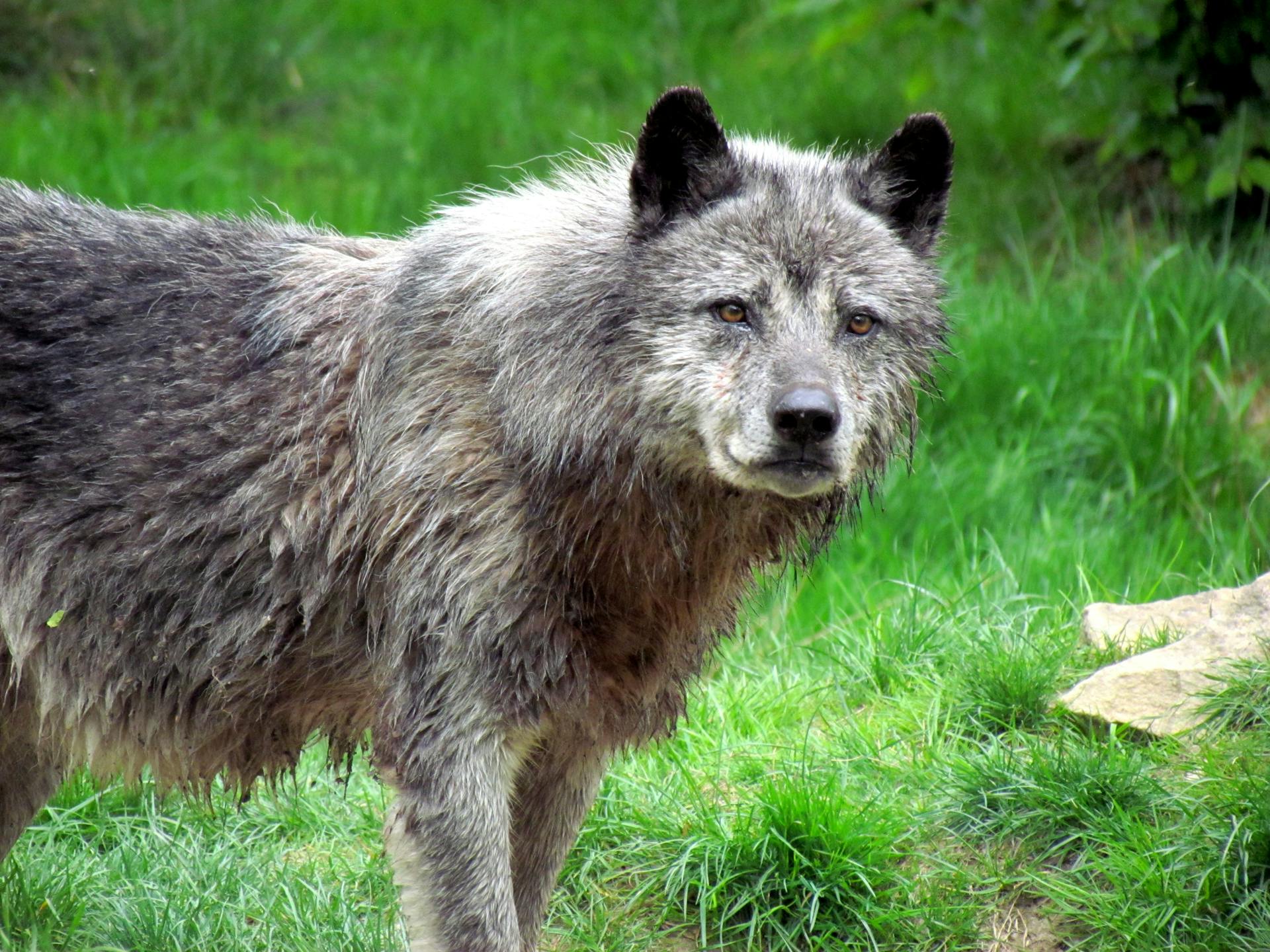 A Gray Wolf in the Wild