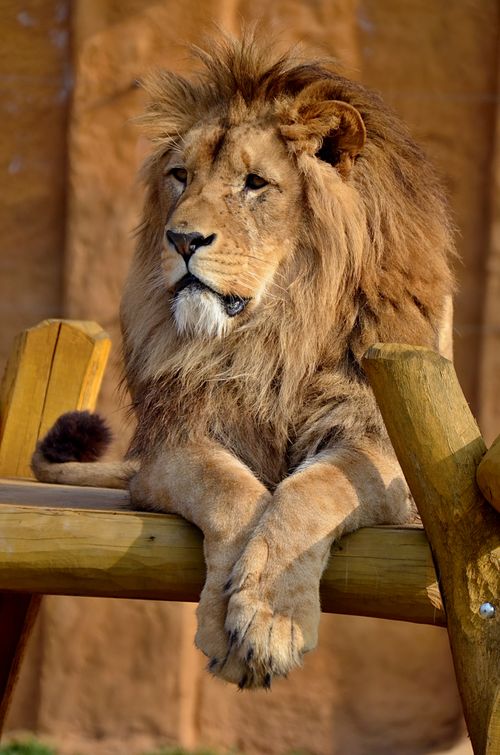 Free A majestic lion calmly resting on a wooden platform, displaying its magnificent mane. Stock Photo