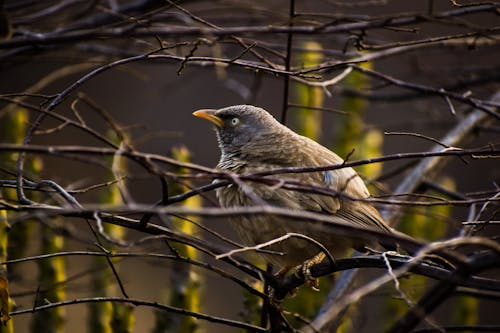 A Bird Perched on a Branch