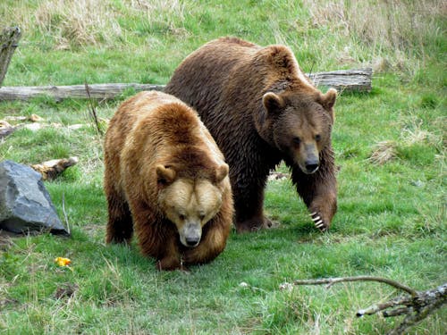 Free Grizzly Bears in the Wild Stock Photo