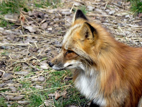 A Red Fox in the Wild